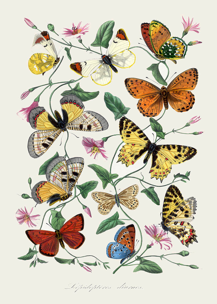Shop vintage Butterfly and Moth Art Print - High-Quality Wall Decor for Nature Lovers – Poster Wall shop-vintage-butterfly-and-moth-art-print-high-quality-wall-decor-for-nature-lovers-poster-wall