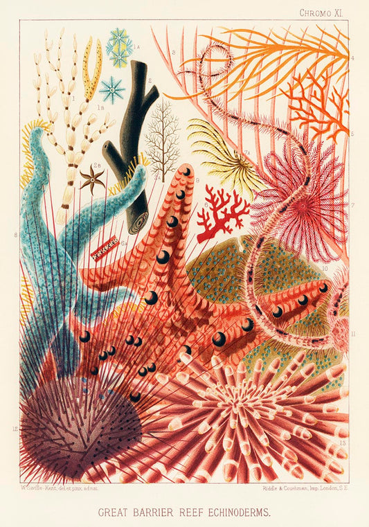 Illustrated vintage poster showcasing a variety of vibrant echinoderms from the Great Barrier Reef, including starfish, sea urchins, and sea cucumbers.