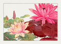 Japanese woodblock print of pink and peach water lilies (Nymphaea) with green and red lily pads on a light background.