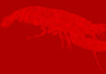 Minimalist lobster poster with a red lobster illustration subtly blended into a solid red background.