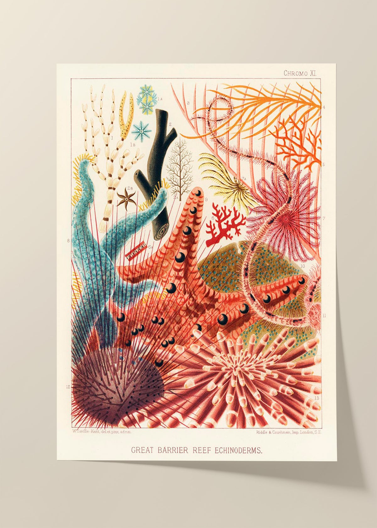 Great barrier reef vintage poster