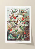 Kolibris vintage poster