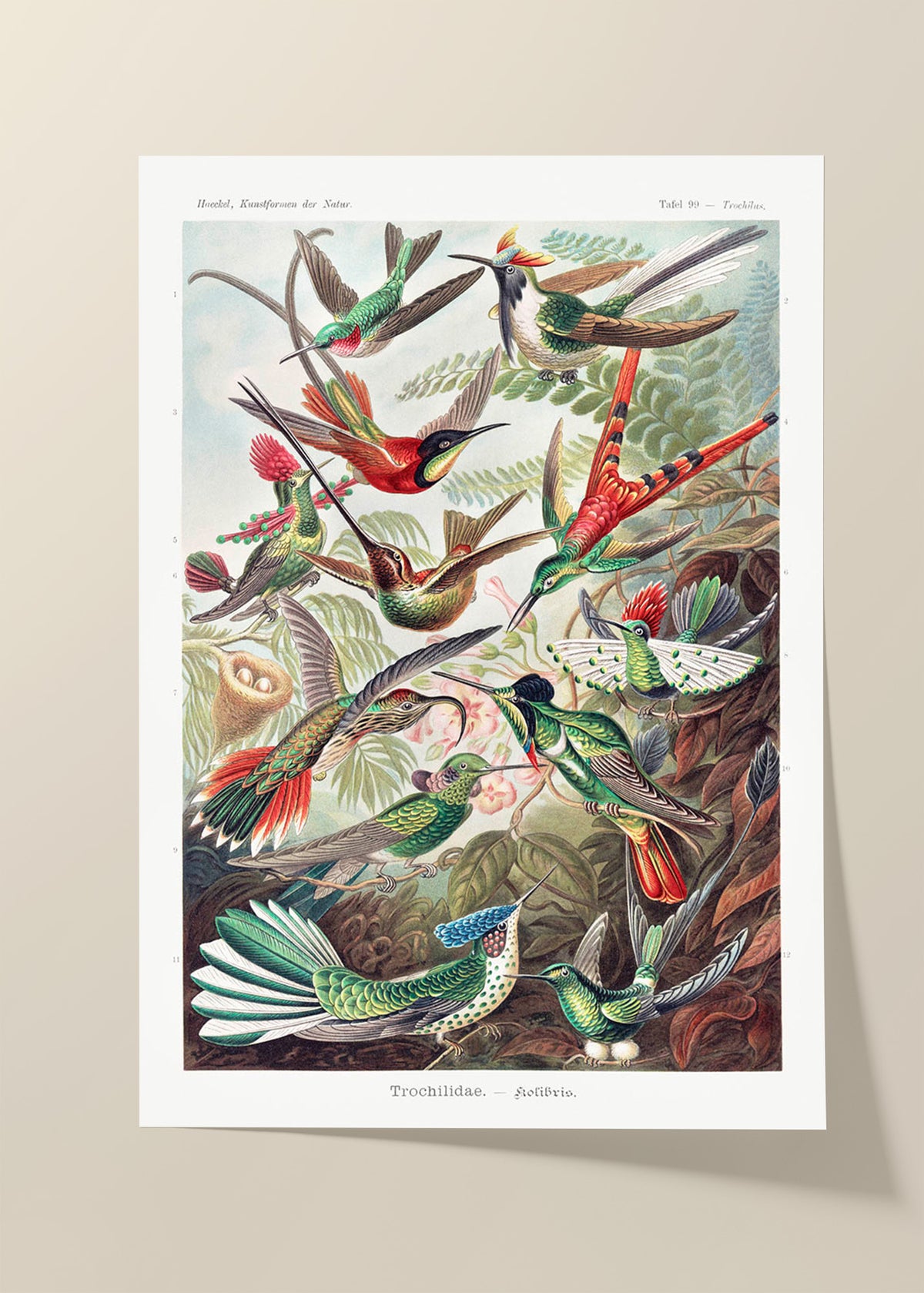 Kolibris vintage poster