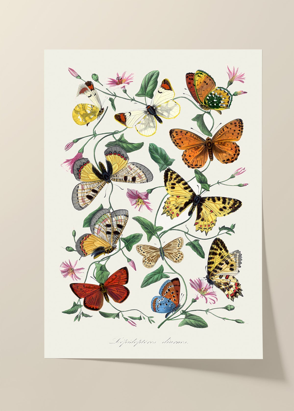 Butterfly & moth vintage poster