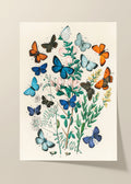 European butterflies and moths vintage poster