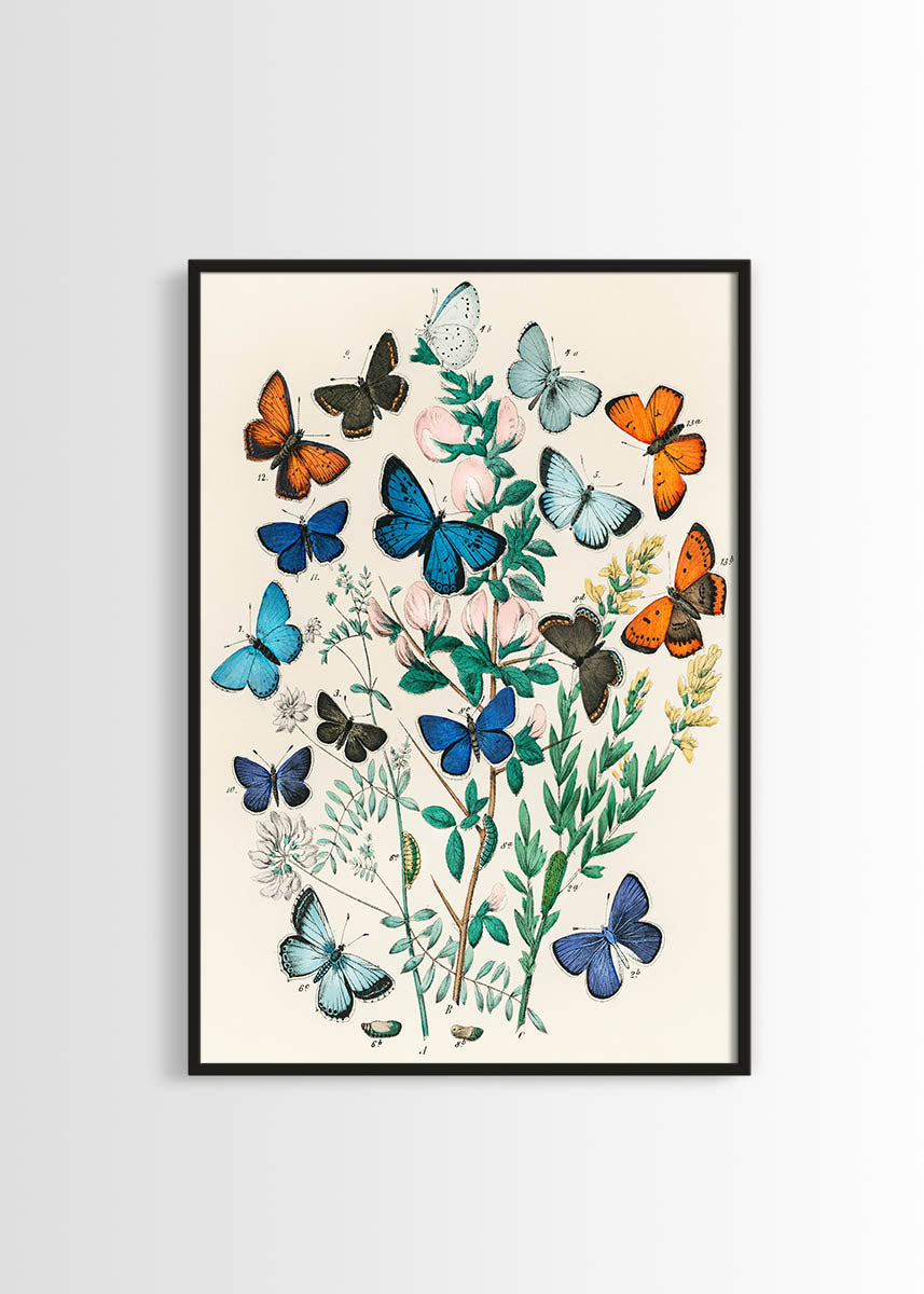 butterflies and moths vintage posters