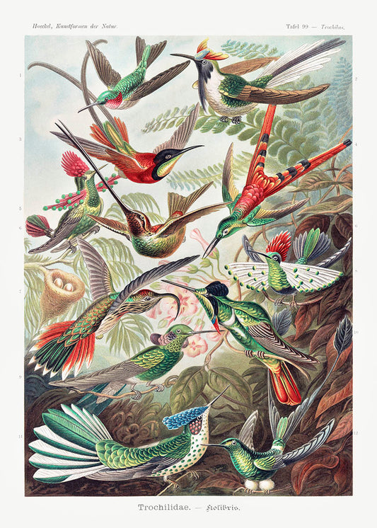 Kolibris vintage poster