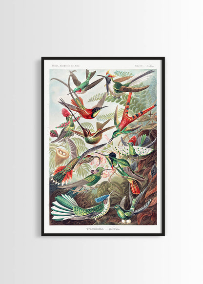 Kolibris vintage poster