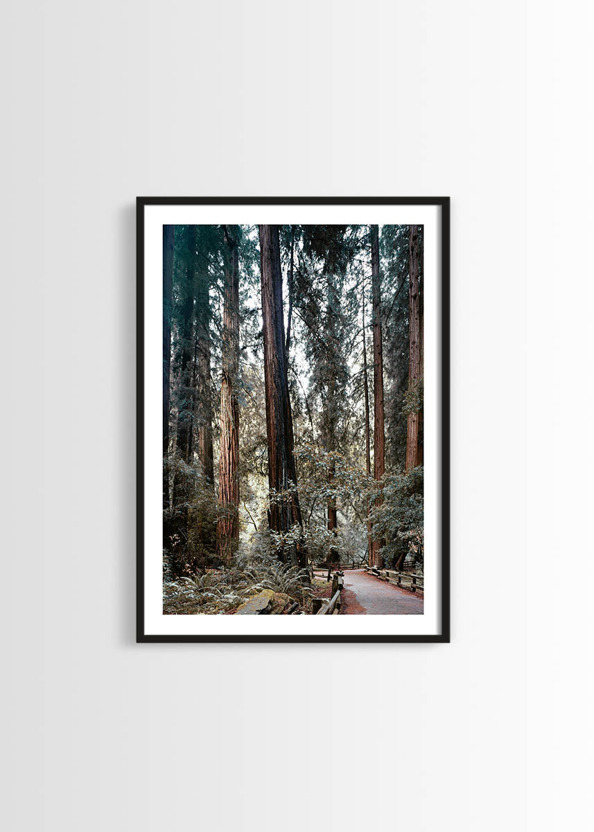 Muir Woods framed