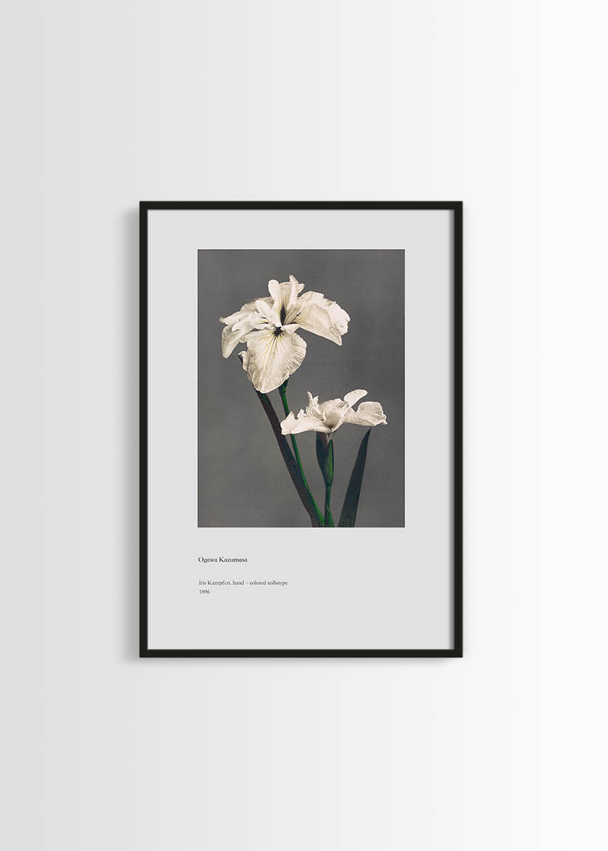 Ogawa Kazumasa Iris Kæmpferi poster