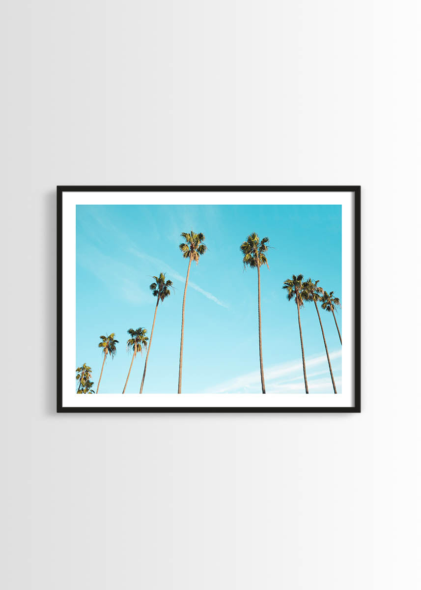 Palm trees poster