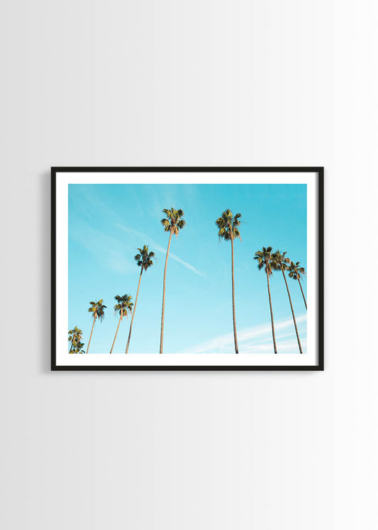Palm trees poster