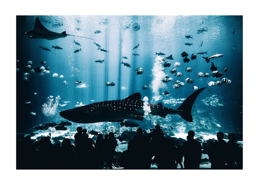 Aquarium poster