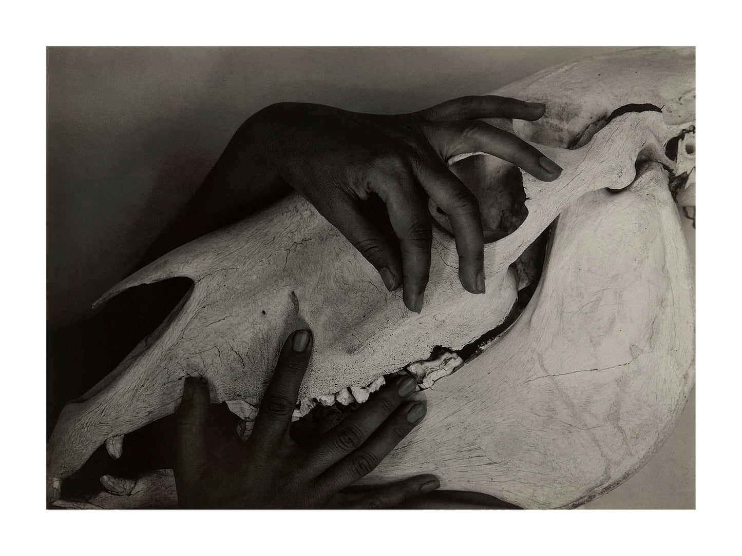 Georgia O'keeffe: Hands and Horse Skull