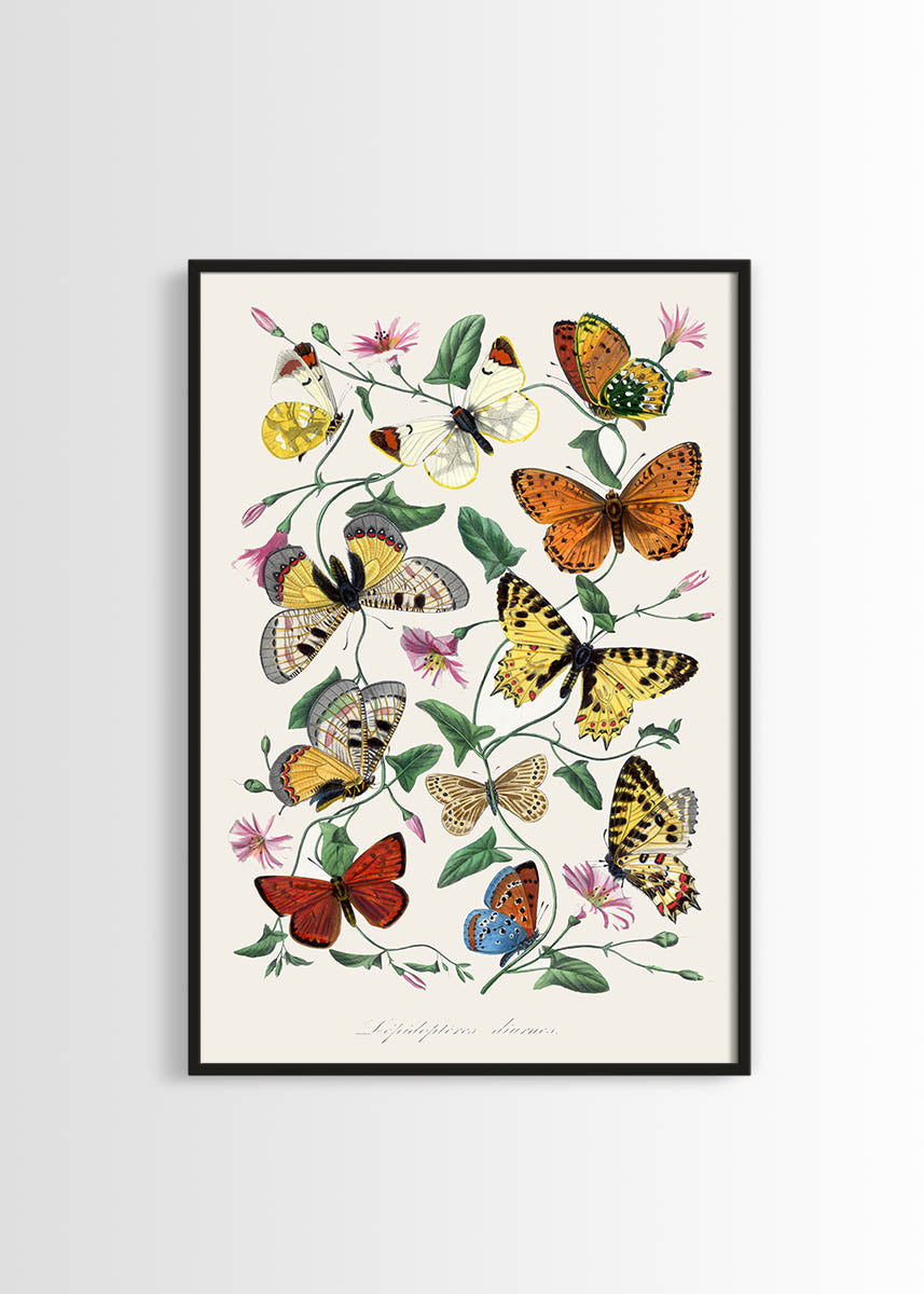 Butterfly & moth vintage poster