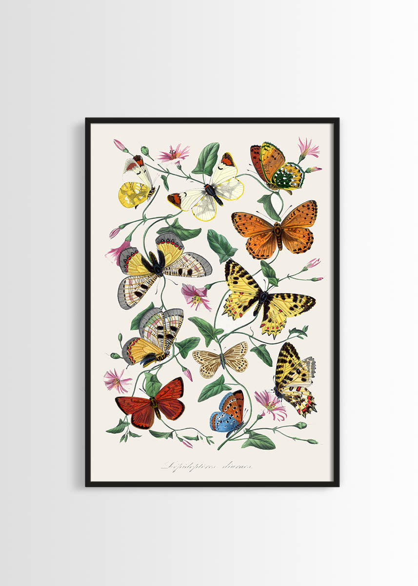 Shop vintage Butterfly and Moth Art Print - High-Quality Wall Decor for ...