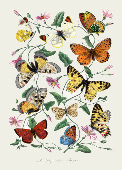 Butterfly & moth vintage poster