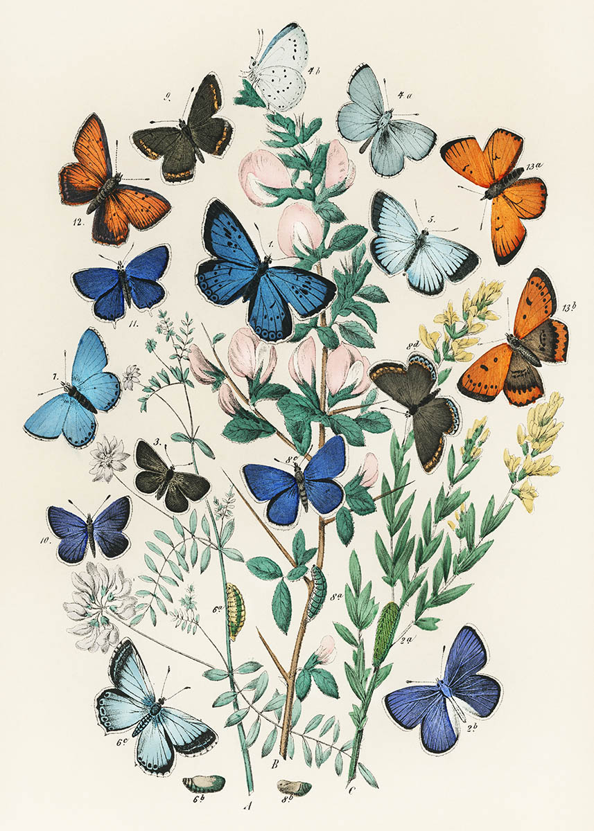 butterflies and moths vintage poster
