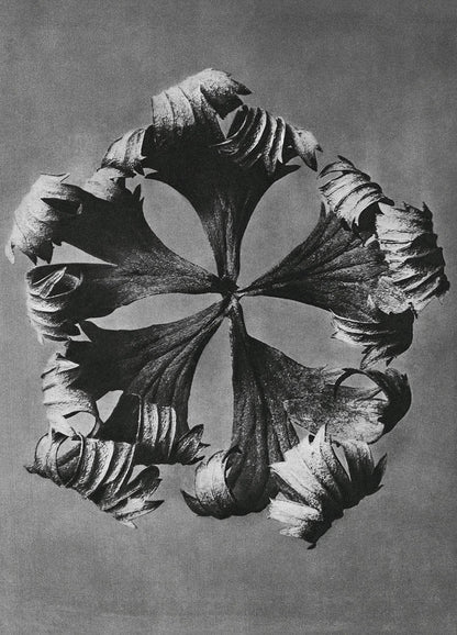 Botanical print | botanical art | Vintage botanical | Black and white photography