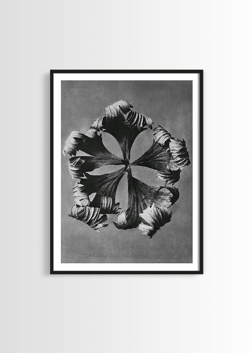 Vintage botanical print poster