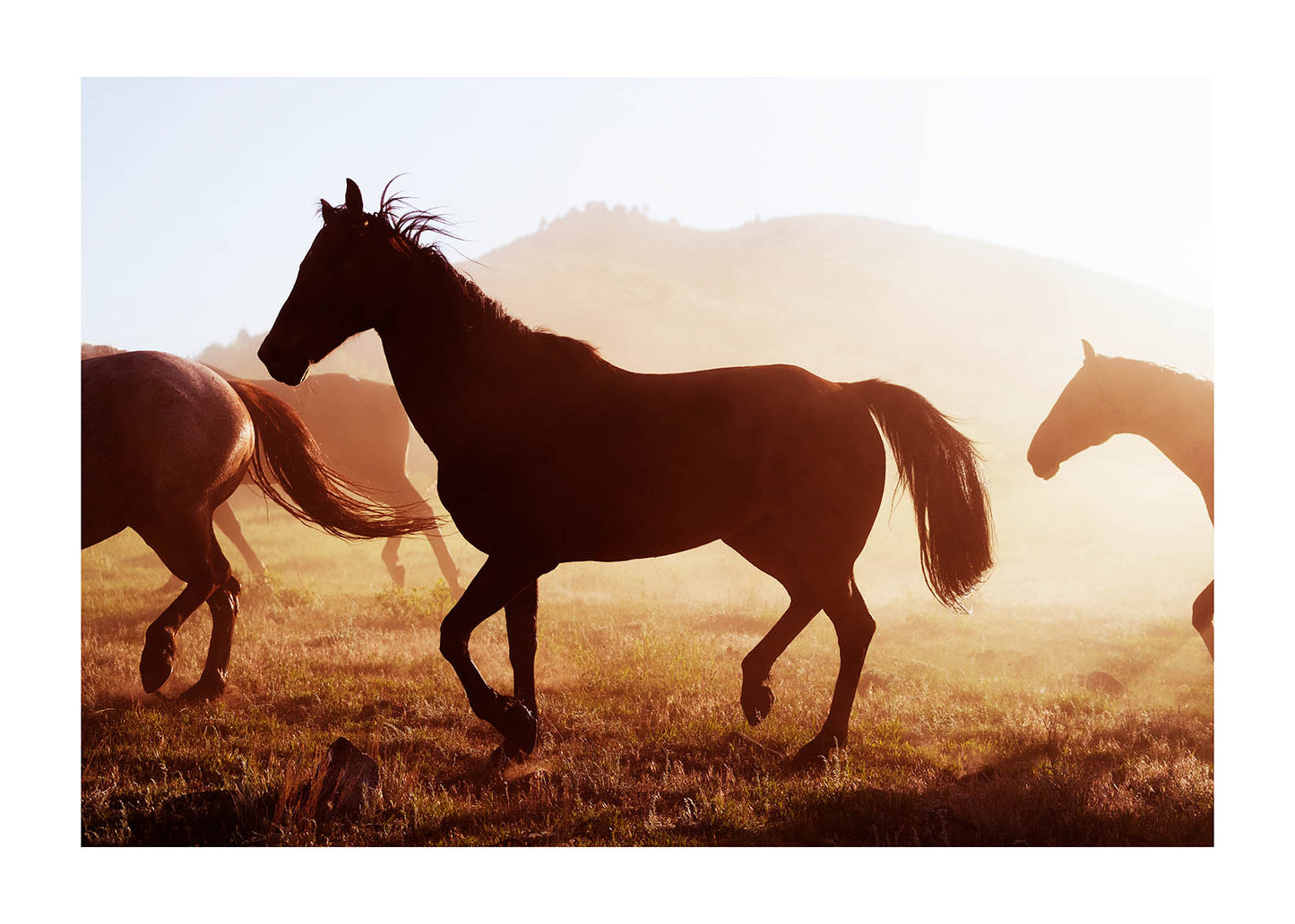 horses poster