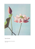 Ogawa Kazumasa lotus flower