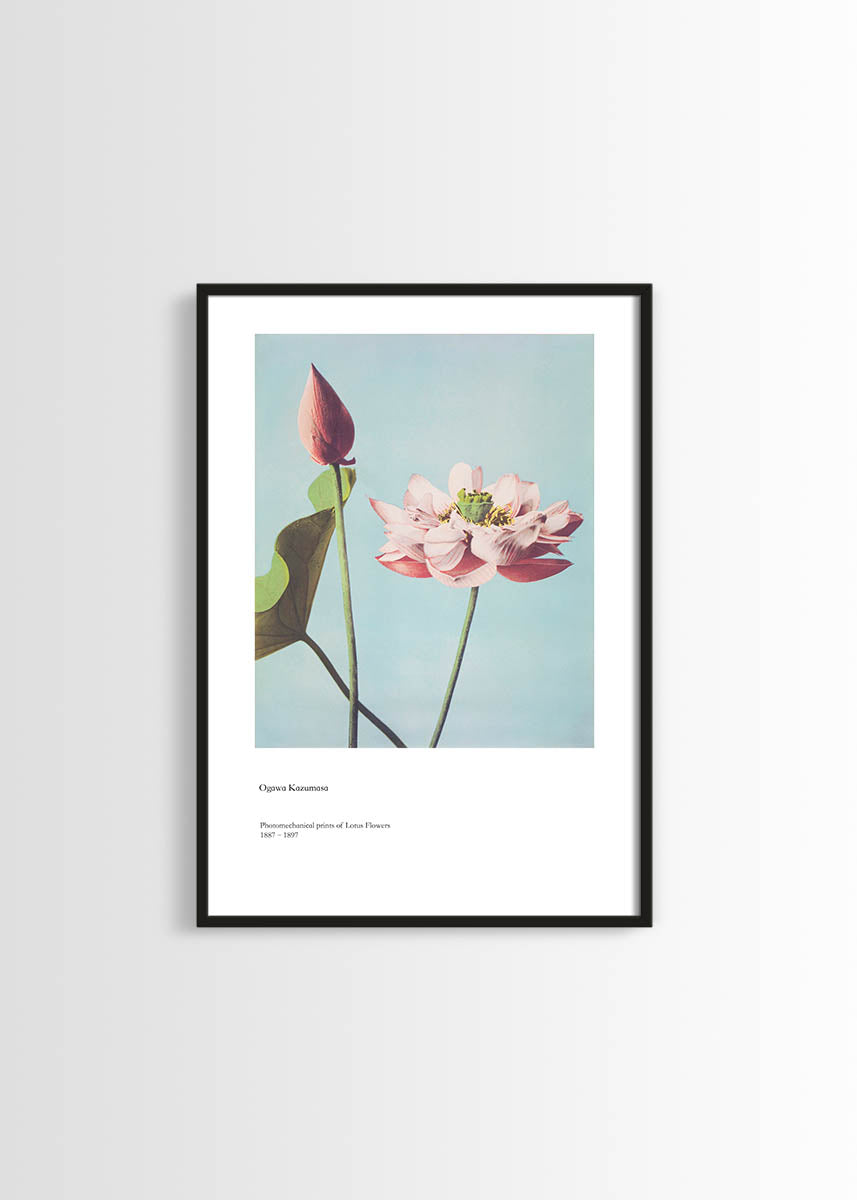 Ogawa Kazumasa lotus flower poster